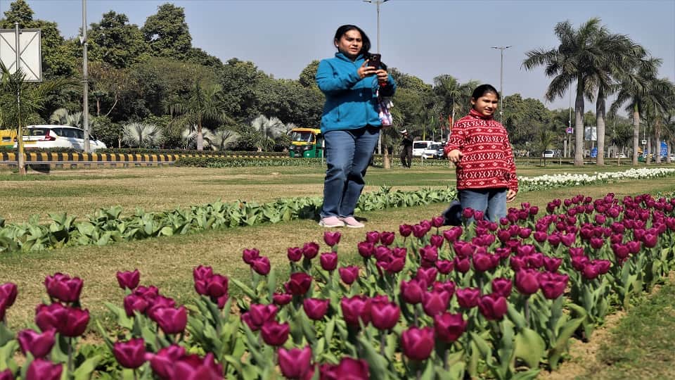 Tulip Festival starts in Delhi from Saturday it will continue till 21st February