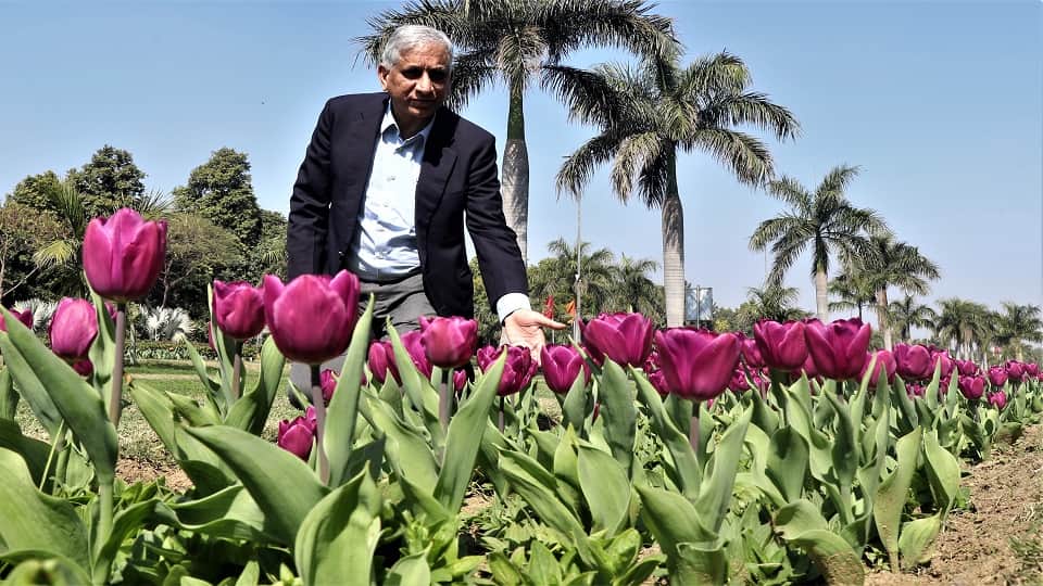 Tulip Festival starts in Delhi from Saturday it will continue till 21st February