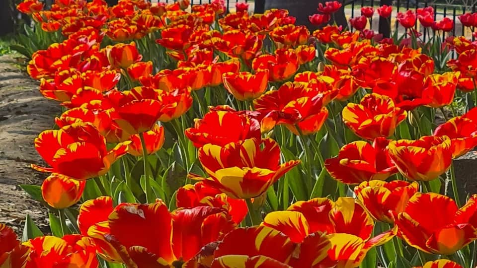 Tulip Festival starts in Delhi from Saturday it will continue till 21st February