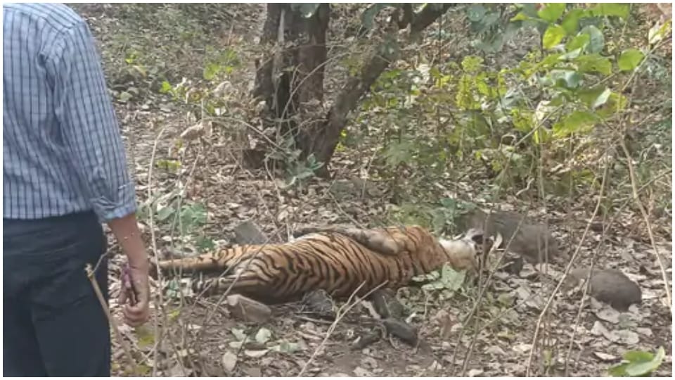 Tiger dies under suspicious circumstances in Sehore