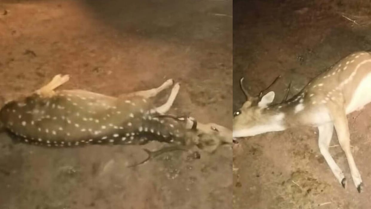 Chitrakoot: Four deer died after being hit by a vehicle