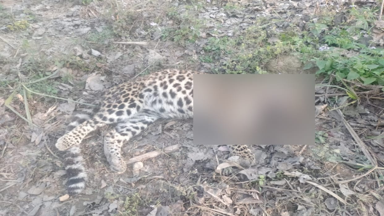 Dead body of female guldar was found in forest in Bijnor and forest department officials started investigation