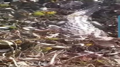 Hathras News: पोखर में मगरमच्छ देख मची खलबली, नहीं पकड़ा गया, ग्रामीणों में भय व्याप्त panic after seeing crocodile in the pond