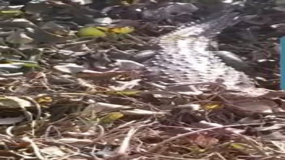 panic after seeing crocodile in the pond