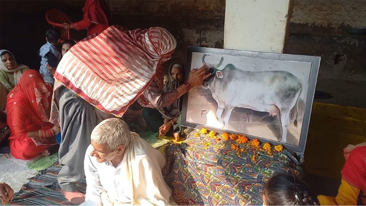 Farmer performed havan and Bhandara after the death of the cow in Sonipat