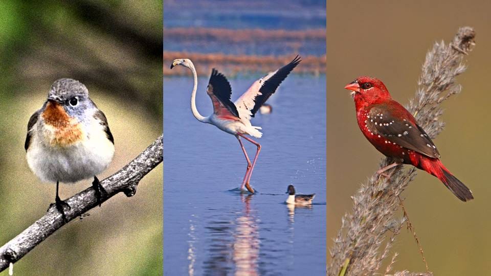 Migratory birds are staying away from Delhi due to changing temperatures