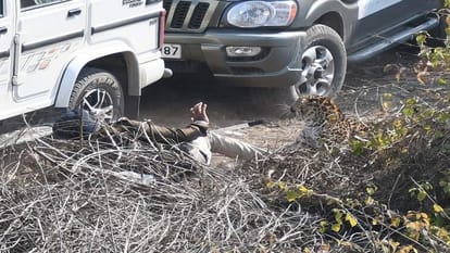 Three including two forest workers injured in leopard attack in Rajarani Vihar haldwani