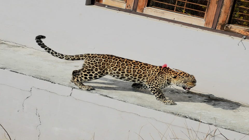 A leopard took away the goat in Balrampur.