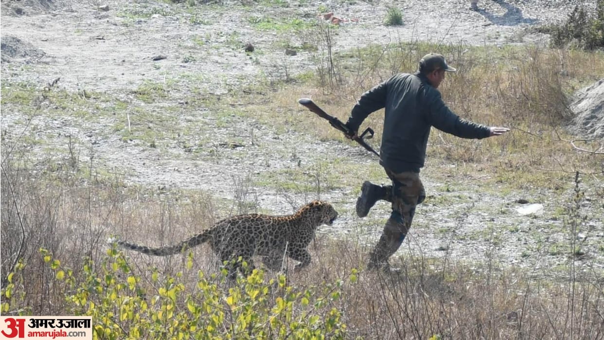 Three including two forest workers injured in leopard attack in Rajarani Vihar haldwani