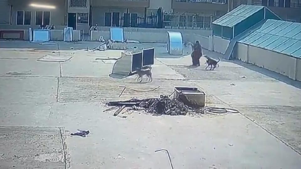Dogs attack elderly woman in Amrapali Centurion Society