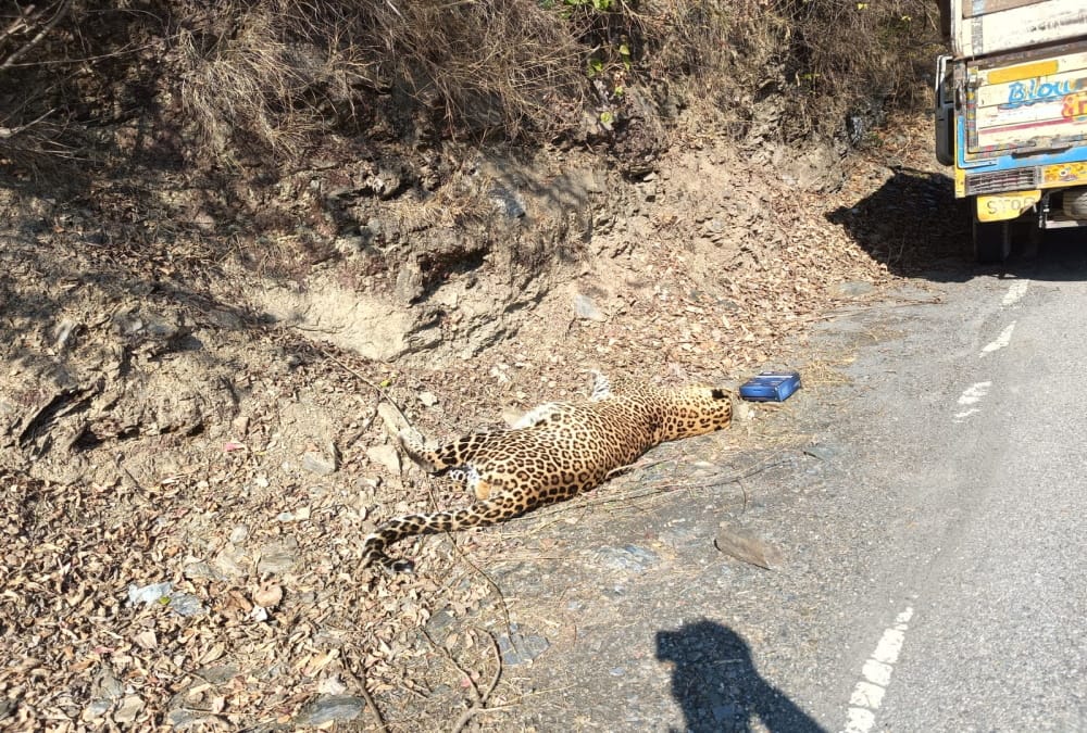 Tehri News Leopard found dead under suspicious circumstances near Syansu bridge