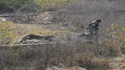 Three including two forest workers injured in leopard attack in Rajarani Vihar haldwani