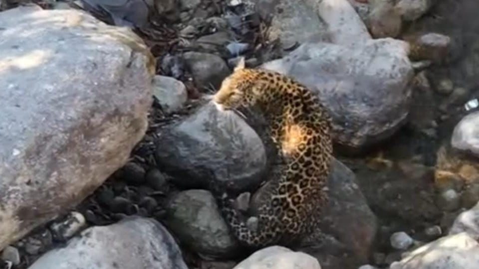 Uttarakhand Tehri News Panic among people due to Seen Leopard near Balganga river