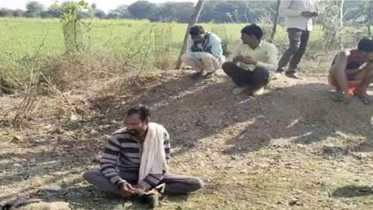 Peacock dancing in the forest was hunted with a slingshot