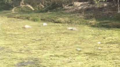 Sitapur: नदी में उतराते मिले 50 गोवंशों के शव, पड़ताल में जुटा प्रशासन, मचा हड़कंप Dead bodies of animals found in Gomati River in Sitapur.