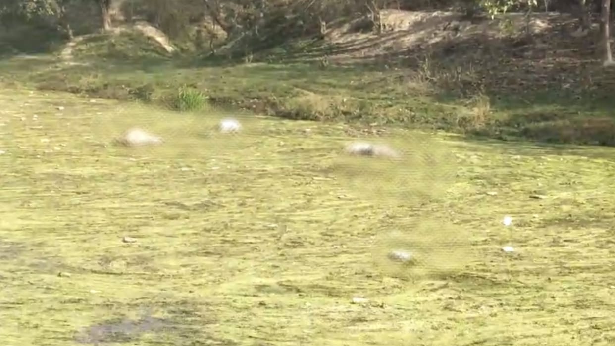 Dead bodies of animals found in Gomati River in Sitapur.