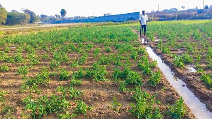 Department of Agriculture and Farmers Empowerment of Odisha has launched CRFM during Rabi crop 2023-24 season