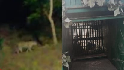 Sehore News : तेंदुए के आतंक से ग्रामीण भयभीत, जंगली जानवरों के हमले से चार बकरियों की मौत