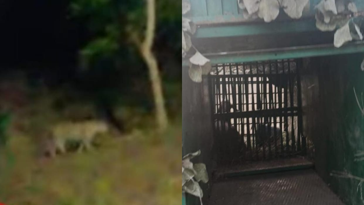 Sehore News Villagers fear due to leopard terror attacked wild animals four goats died