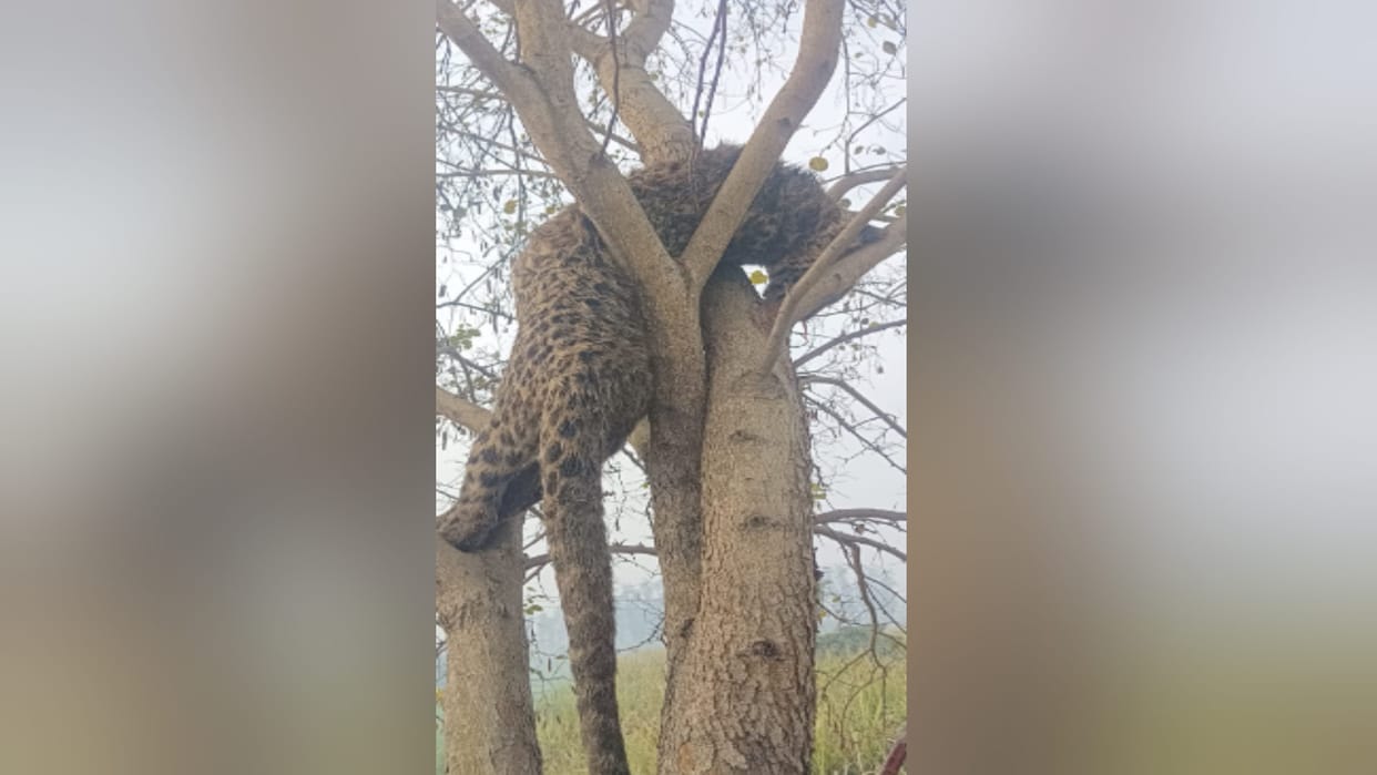 A leopard was found dead hanging on a tree in Shamli