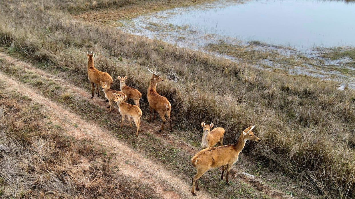 11 reindeer released in Bandhavgarh Tiger Reserve