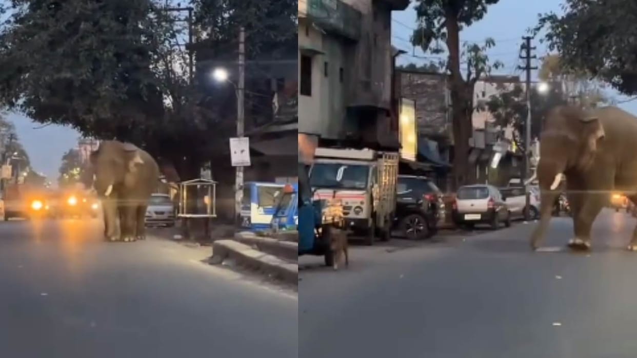 Elephant came on the main road in Haridwar created chaos Uttarakhand news in hindi