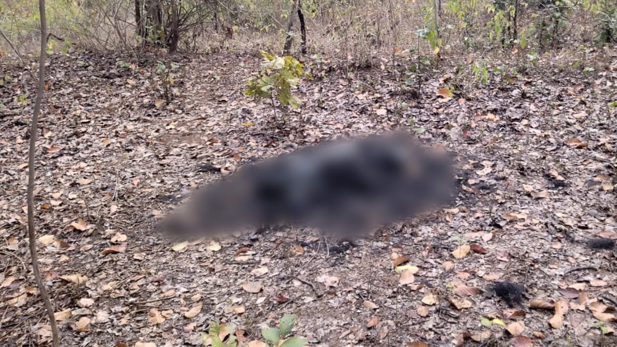 Bear dies in Kotri of Jaitpur forest area