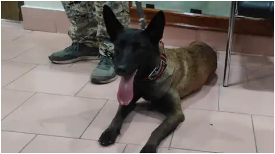 Appointment of new dog Maya in Bandhavgarh Tiger Reserve Umaria