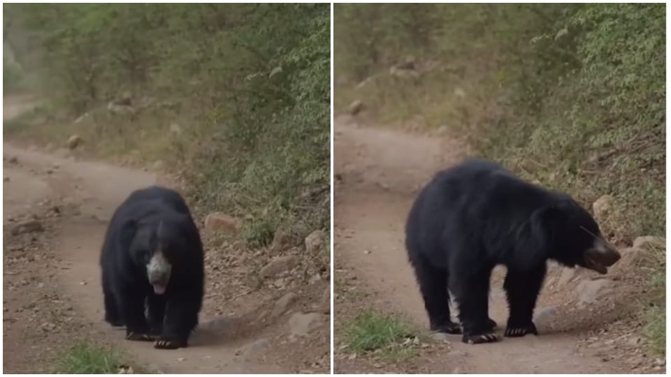 Bear seen strolling in residential area