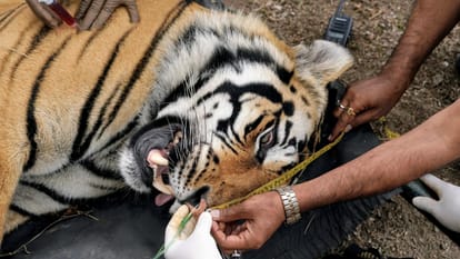 MP News: Male tiger shifted from Kanha to Mukundpur Safari, decision taken considering the tendency to attack