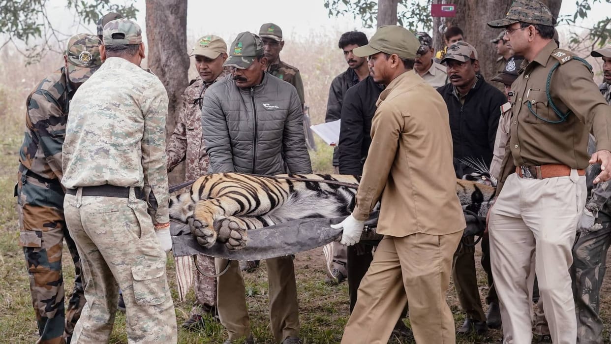 MP News: Male tiger shifted from Kanha to Mukundpur Safari, decision taken considering the tendency to attack