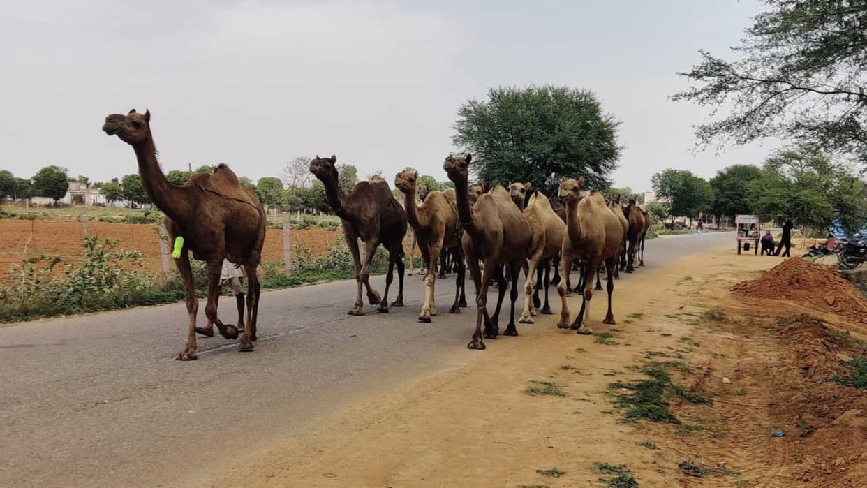 Camel Crisis In India: Is Camel Disappearing In India