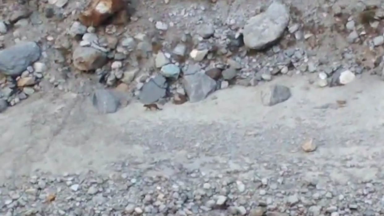 Leopard seen in barrage side of NTPC in Tapovan Joshimath Chamoli local people in panic Uttarakhand news