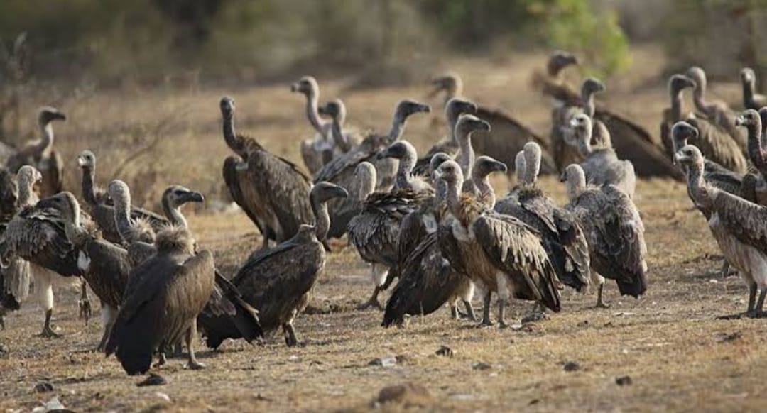 Vulture Census: Vulture census started in six ranges of Rani Durgavati Tiger Reserve