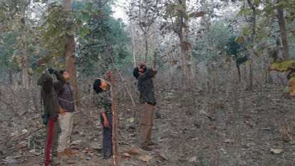 Vulture Census: Vulture census started in six ranges of Rani Durgavati Tiger Reserve
