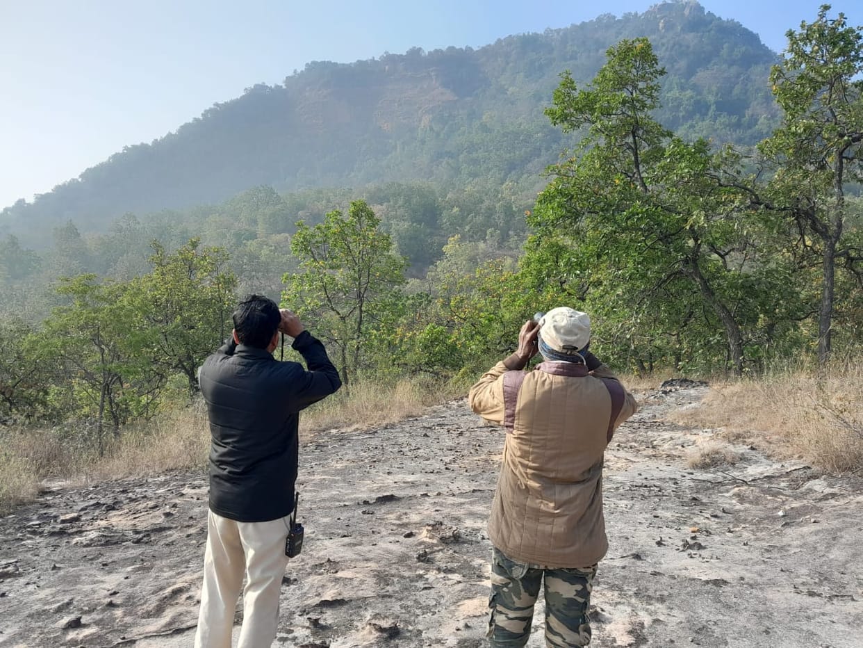 MP News: Forest Officials Begin Vulture Estimation In Tiger Reserves