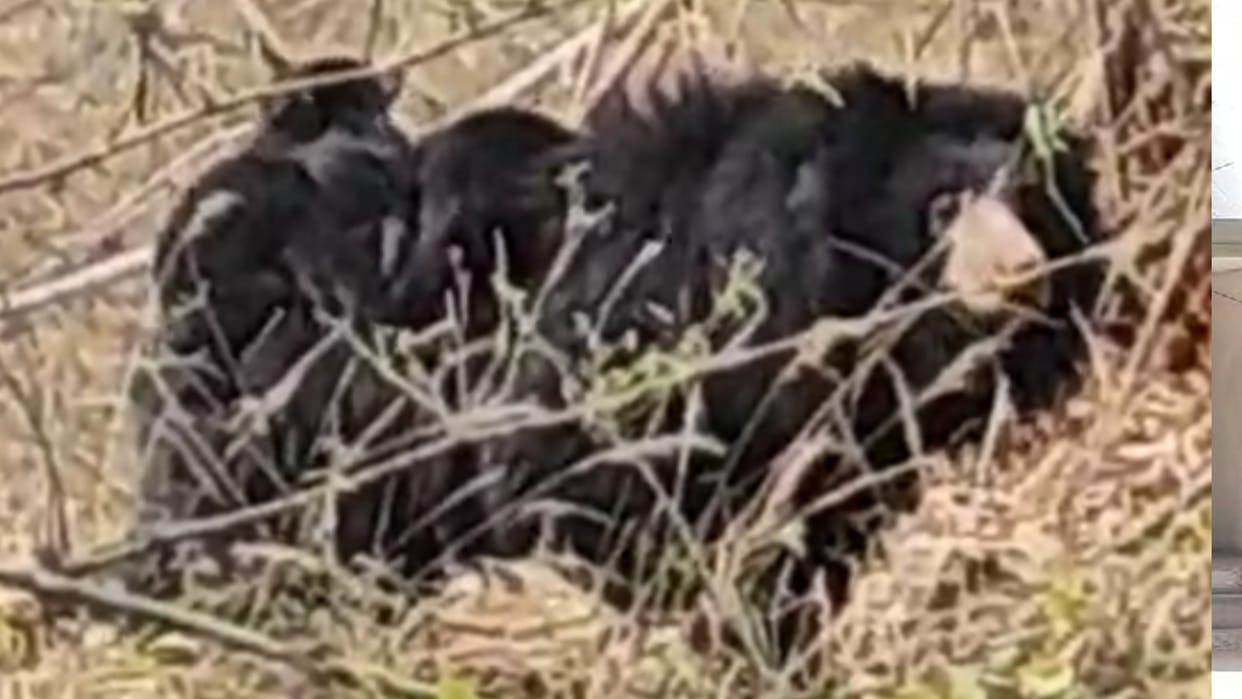 Bandhavgarh Tiger Reserve: Mother bear was riding her children on her back, video surfaced