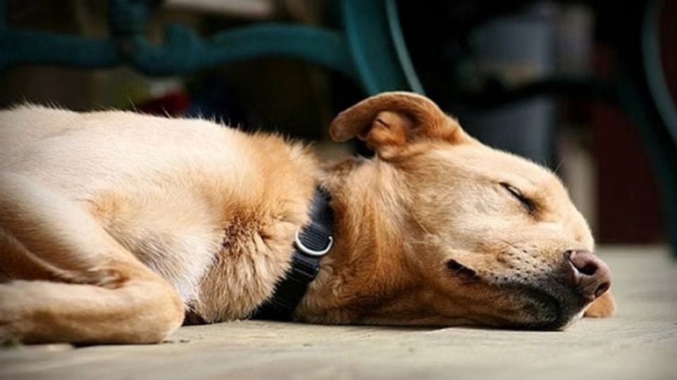 Young man beats puppy to death in Ghaziabad