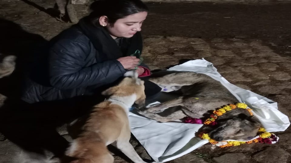 dog whose legs were tied with a rope and dragged by the bike rider found dead