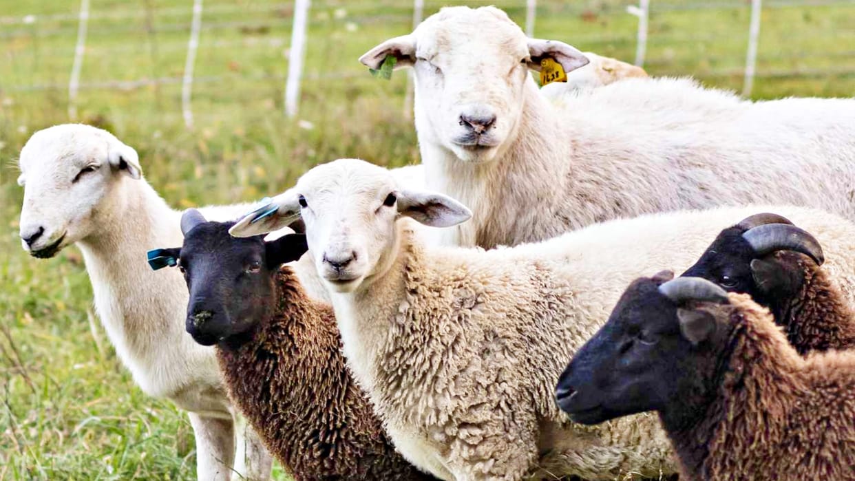 Jaisalmer News Wild animal killed 40 sheep 15 lambs missing