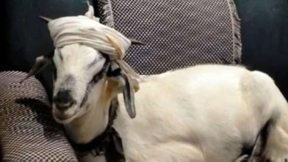 Thieves stole 120 kg goat in Surguja