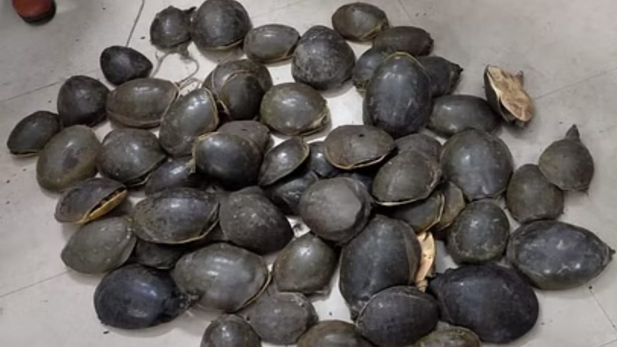 204 live turtles recovered from Chhivki station, two smugglers were caught by police