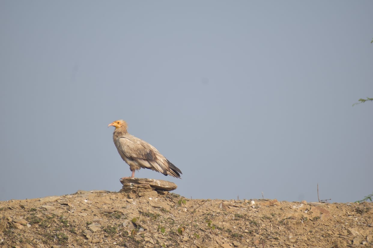 Damoh: Vulture named Red Hadid Vulture found in Taradehi, Damoh