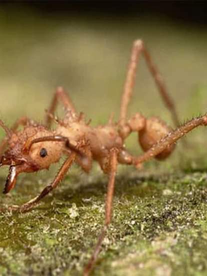 काली-लाल चींटी शुभ अशुभ