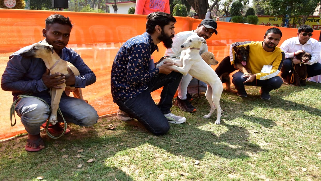 Pet Show: Dhanno, Basanti, Krypto, Jackson