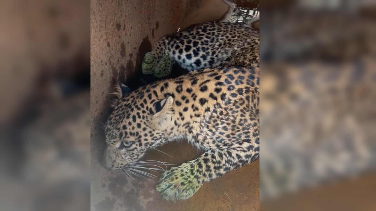 Gorakhpur Zoo rescue team saved life of Maharajganj leopard