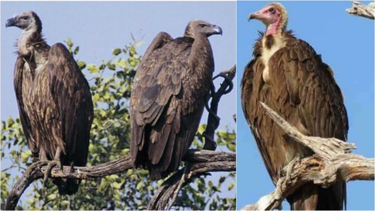 Umaria: 182 vultures found this year in census conducted in Bandhavgarh Tiger Reserve