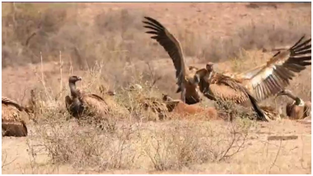 498 vultures increased in Neemuch and 174 in Mandsaur three day count completed
