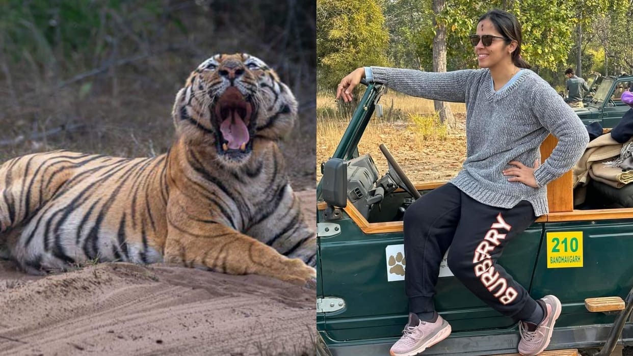Saina Nehwal came Bandhavgarh when Tiger blocked her way she says Nice to meet you Chhota Bheem