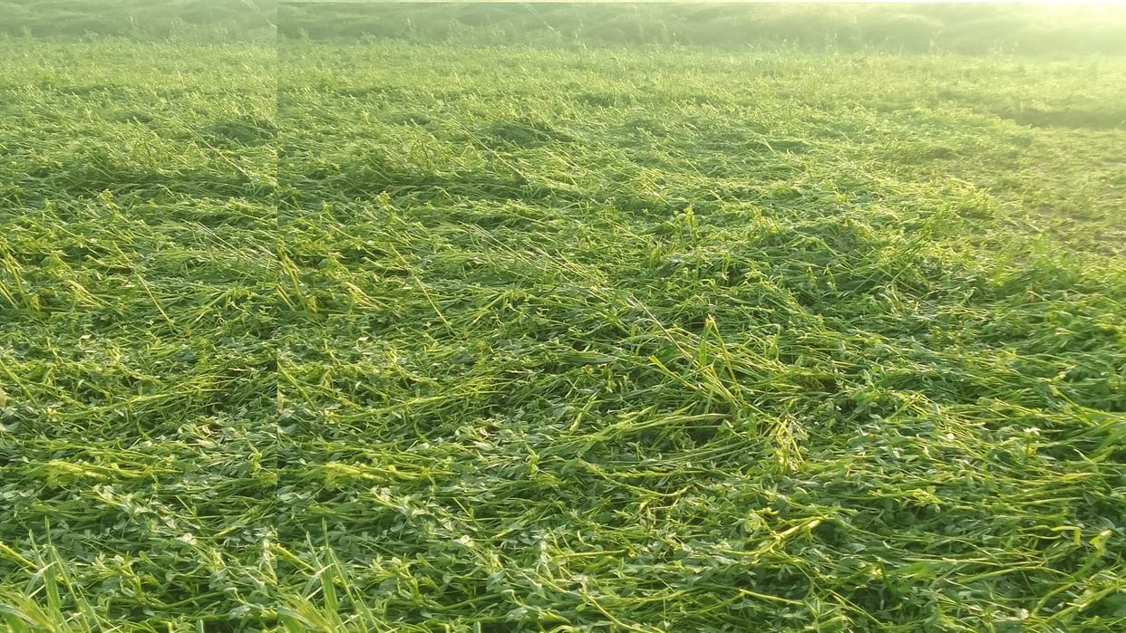 Weather changed in Haryana, Hail caused damage to crops, another western disturbance will be active